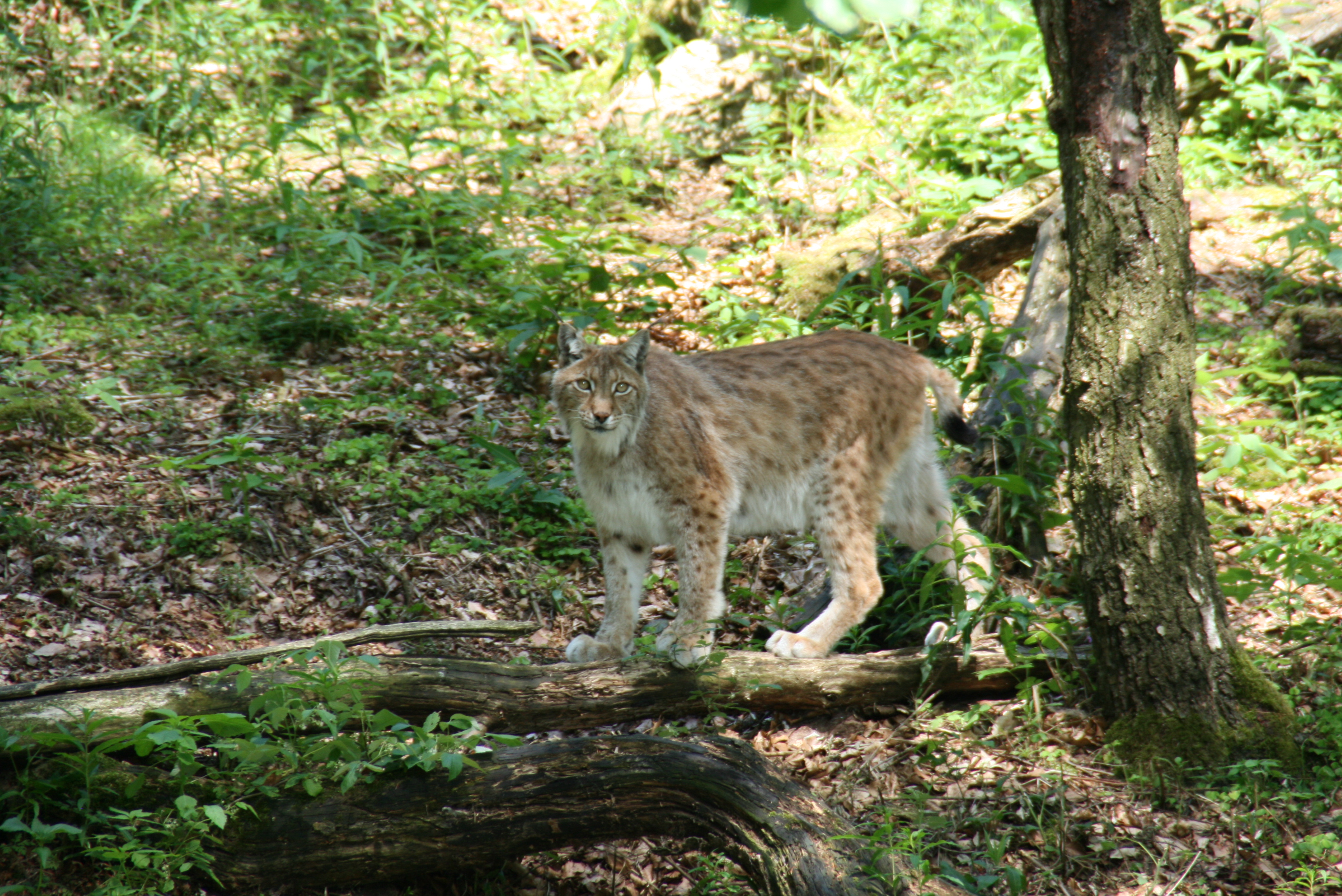 Lynx